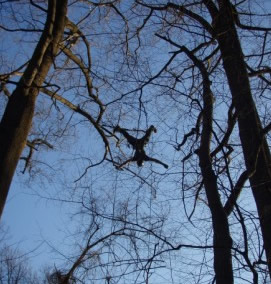 Tree climbing