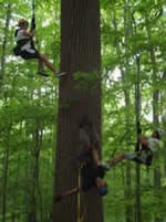 Tree climbing