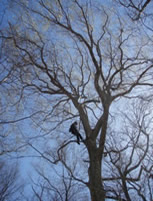 Tree Climbing